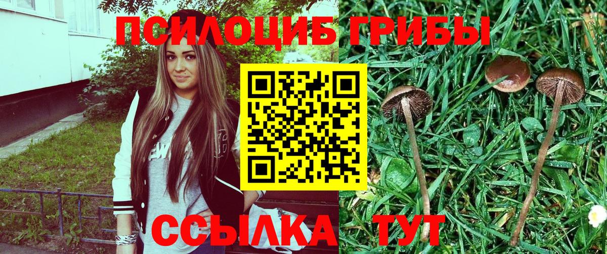Галлюциногенные грибы Psilocybine cubensis Электрогорск